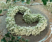 Heart wreath of Gypsophila (baby's breath)