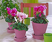 Cyclamen persicum