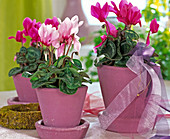 Cyclamen persicum