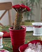 Lobivia backebergii (Echinops) Kaktus