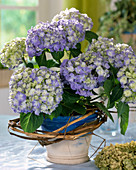 Hydrangea macrophylla