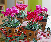 Cyclamen persicum (Cyclamen)