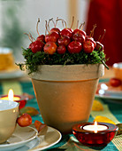 Clay pot with Malus (ornamental apple) stuck on moss