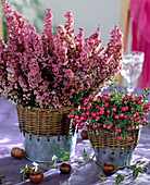 Erica gracilis (heather, pernettya, sphagnum myrtle)