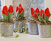 Tulipa (Minitulpen) dekoriert mit Heu
