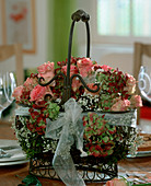 Eisenkorb mit Moos ausgefüllt, Hydrangea (Hortensie)