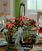 Iron basket filled with moss, Hydrangea (Hydrangea)