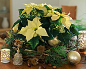 Wreath of clematis tendrils, thuja twigs decorated, gold balls, Euphorbia pulcherr