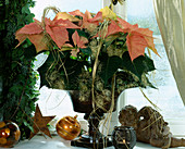 Euphorbia pulcherrima (Weihnachtsstern) adventlich dekoriert mit Engelshaar