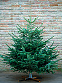 Abies nordmanniana (Nordmann fir) as a Christmas tree
