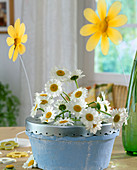 Leucanthemum vulgare (daisies) in metal pot with holes