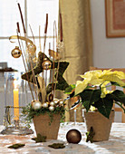 Advent decoration: Euphorbia (Poinsettia)