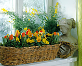 Basket with Tulipa (tulips), Viola (pansies), Primula (primrose)