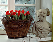 Basket with Tulipa 'Red Paradise' (mini tulips)
