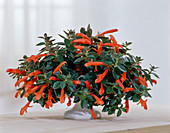 Aeschynanthus-Hybride