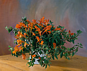 Aeschynanthus hybride