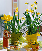 Narcissus 'Tete a Tete' in containers covered with felt fabric