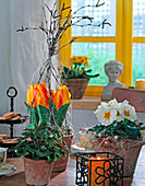 Tulipa (mini tulips), Primula (cushion primrose), Oxalis (clover)