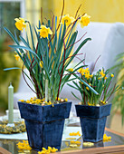 Narcissus hybr (daffodils)