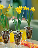 Narcissus hybr. in a water glass with small branches for support