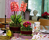 Hyacinthus orientalis (Hyacinths), Primula (Cushion Primrose)