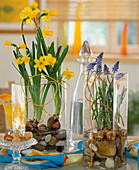 Gläser mit Kieselsteinen und Wasser gefüllt mit Narcissus