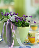 Viola odorata (scented violet)