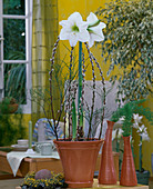 Hippeastrum hybrids