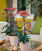 Kalanchoe blossfeldiana 'Dorothee'