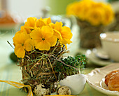 Drinking glass with hay anchette, Primula elatior 'Crescendo Gold'