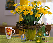 Tischdekoration mit Narcissus-Hybr., Hedera (Efeuranken)