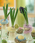 Hyacinthus orientalis (Hyacinth in glass, grown with sisal)