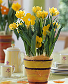 Yellow-orange pot with Tulipa 'Monte Carlo' (yellow filled)