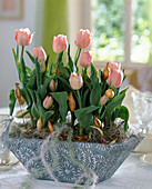 Blechschale mit Tulipa-Hybr. 'Apricot-Beauty'