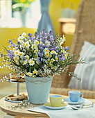 Narcissus-Hybr. 'Minnow', Scilla hyacinthoides (Hasenglöckchen), Cytisus (Ginst)