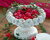 Begonia-elatior-Hybr. begonia flowers in bowl with water