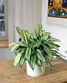 Aglaonema 'Silver King'