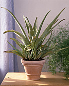 Aloe vera with Kindl