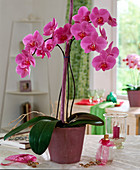Phalaenopsis hybrids
