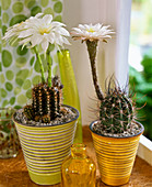 Echinopsis (cacti)