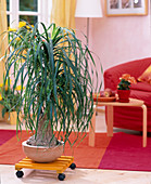 Beaucarnea recurvata (ponytail palm on dolly)