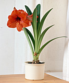 Hippeastrum Hybride