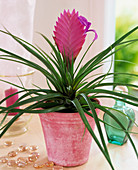 Tillandsia cyanea