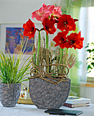 Hippeastrum-Hybr. / Amaryllis