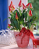 Tulipa hybrid