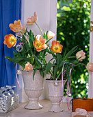Tulipa-Hybr 'Apricot Beauty'