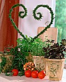 Kitchen herbs: Basil 'Orient', Oregano (Marjoram)