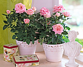 Pink Chinensis (Roses)