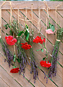Lavender and roses hung upside down to dry