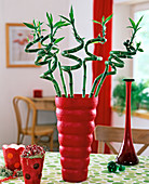 Dracaena (lucky bamboo)